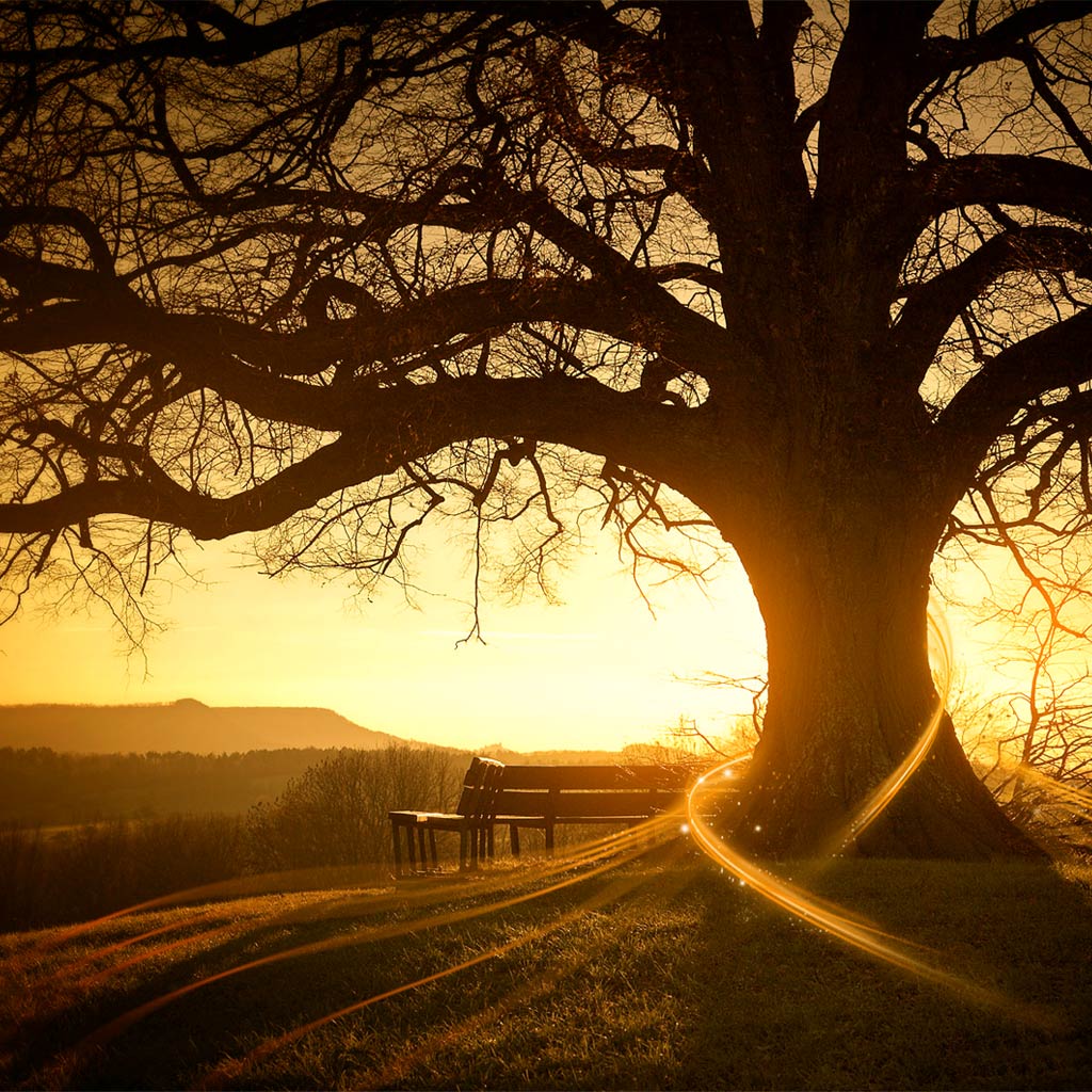 sunset-with-tree.jpg