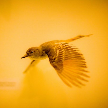 Bird Wallpaper on Flying Bird Wallpaper